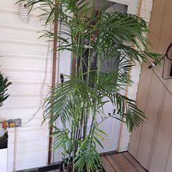 Bamboo Palm Awesome 