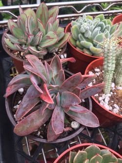 Succulents 4”