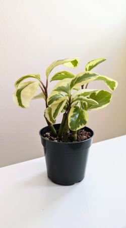 Variegated Peperomia Obtusifolia 4"