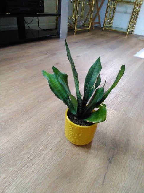 Snake Plant Indoor