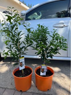 Calamondine tree 55$ each