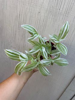 4” tradecsantia pistachio white