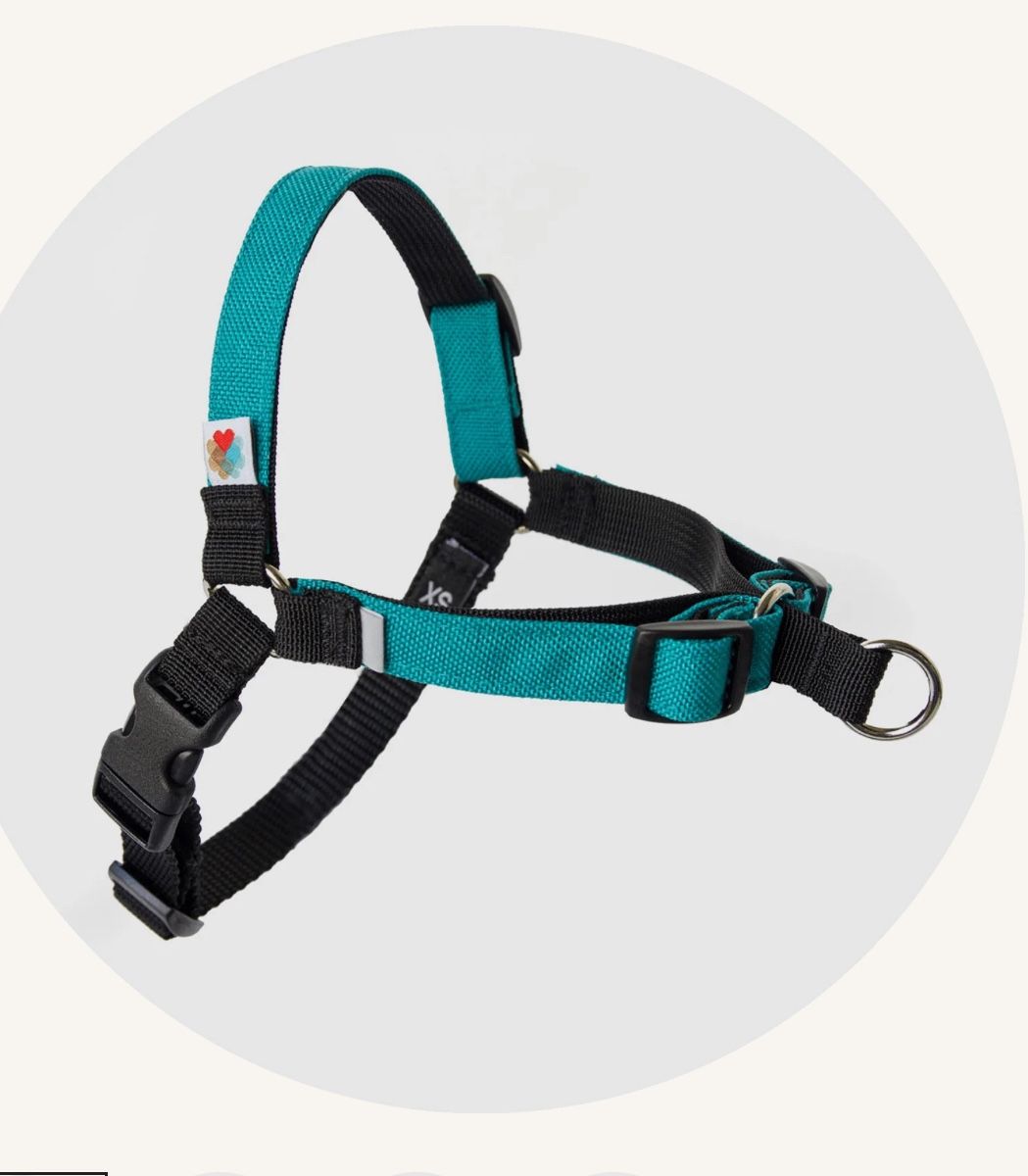 Wildebeest New Dog Adjustable Harness Teal