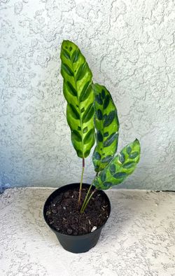 Calathea Lancifolia Plant 