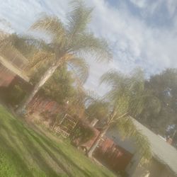 2 20ft Palm Trees