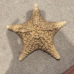 Big Starfish