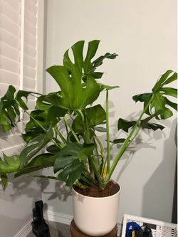 Large Easy Plant