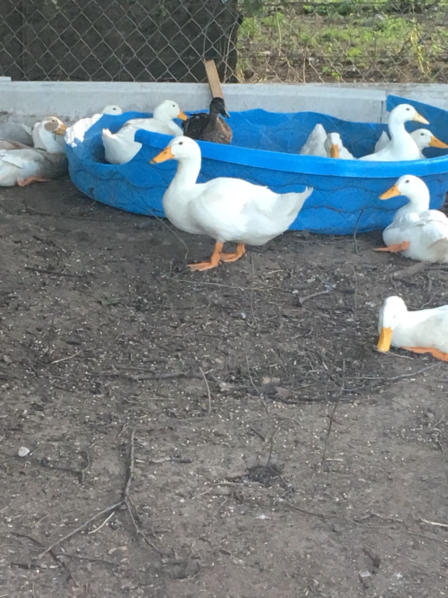 Patos a la venta