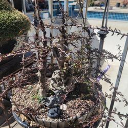 African Elephant Trees Including Ceramic Planter