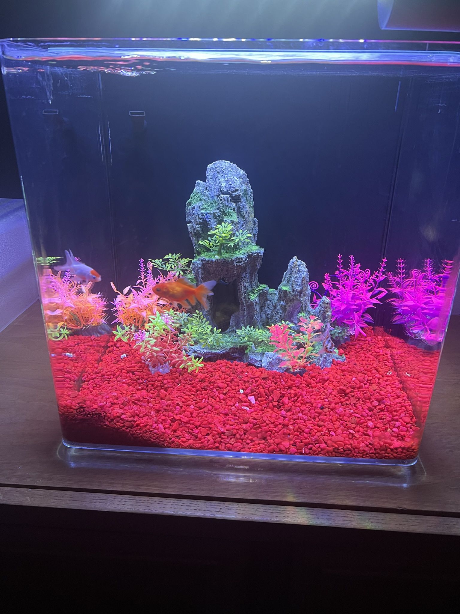 20 Gallon Glass Aquarium With Built-In Filter