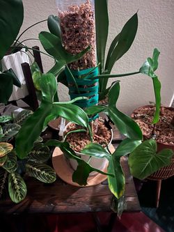 Philodendron pedatum Oak-Leaf Philodendron