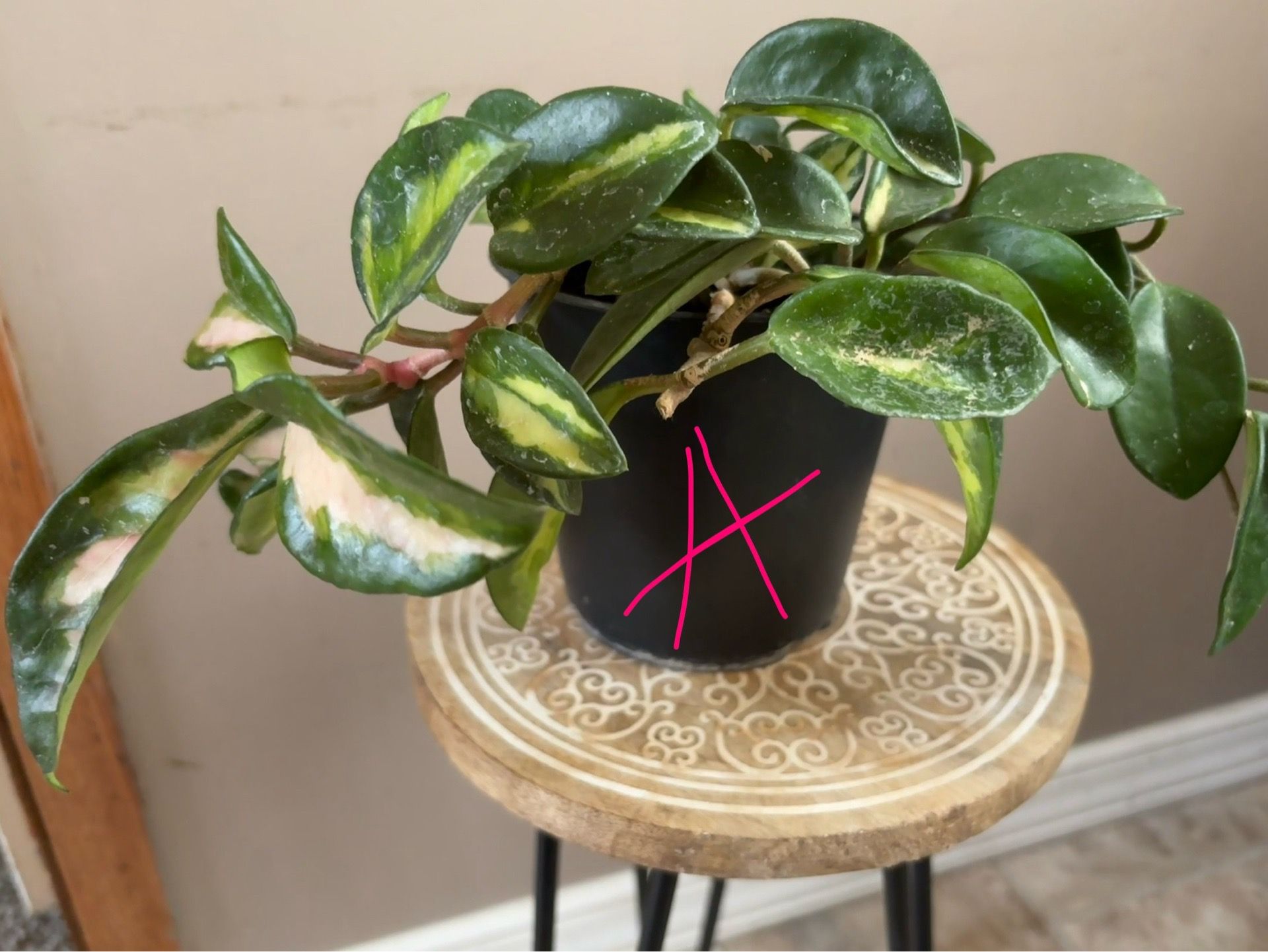 Hoya plant/wax plant/planta de interior