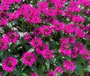 10 Bee Balm / Monarda Plants - Variety Packs Of (3) Different Colors ! FREE SHIPPING