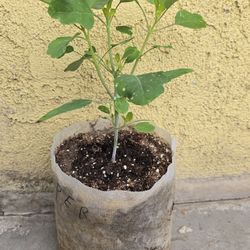 Papalo