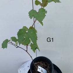 G1- Kyoho Grapes Tree