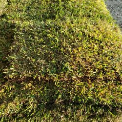 Grass Sod For Sale