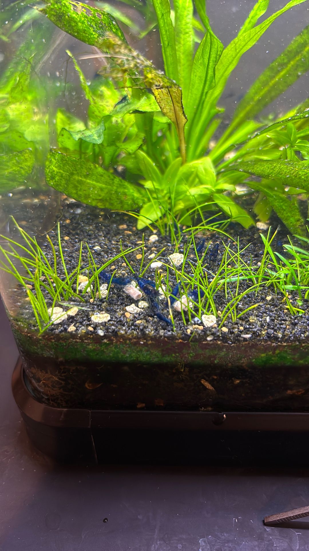 Neocaradina Shrimp Cherry Blue Velvet