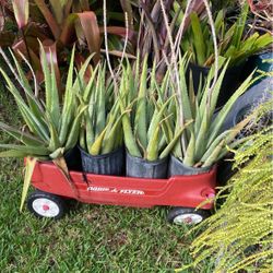 Large Aloe Plants