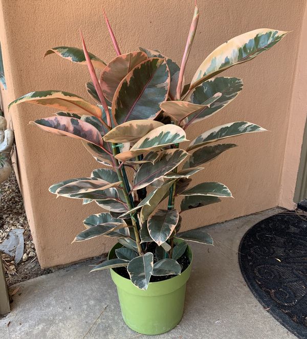 Ficus Elastica Ruby Rubber Tree Variegated House Plant for