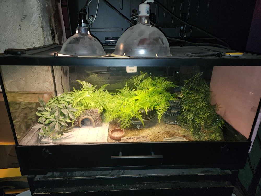 Reptile Enclosure With Handful Of Extras