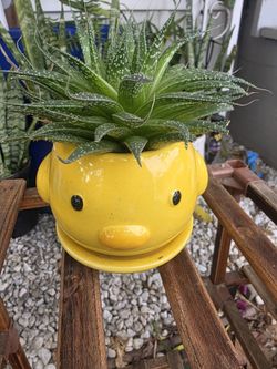 Plant mini savila