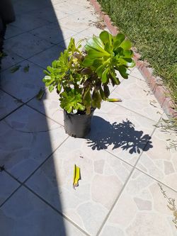 planta