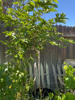 Mulberry Tree
