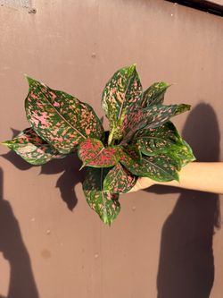5” Aglaonema pink Dalmatian