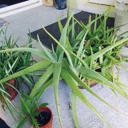 Aloe Assorted Sizes 