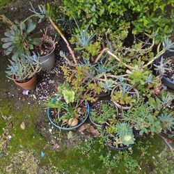 Plants All For $30