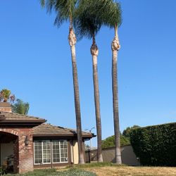 Palm Trees