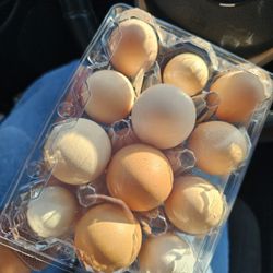 Free Range Eggs