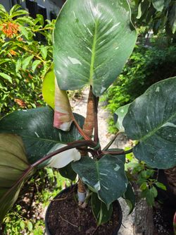 Philodendron White Knight