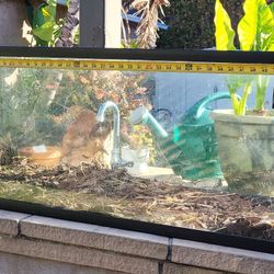 Large Terarium