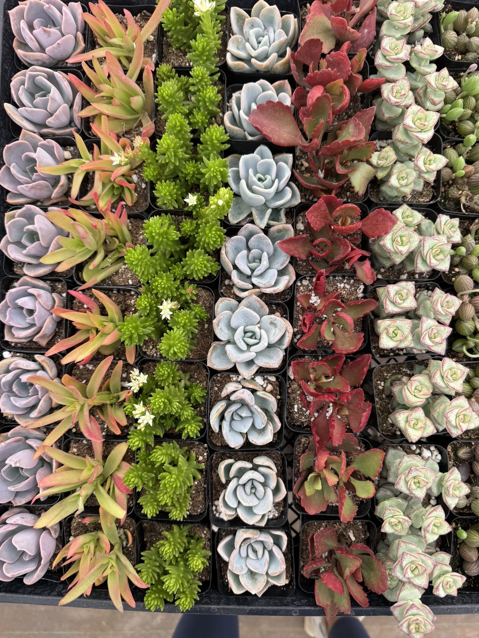 2” Mini Succulents