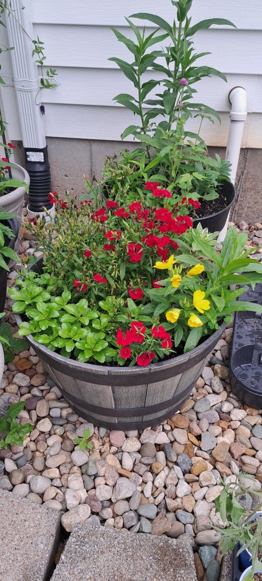 XL Pot Mix Perennial Flowers