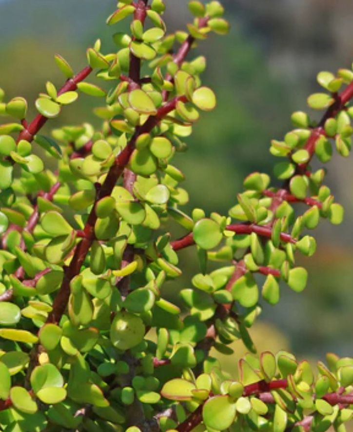 Gorgeous Succulent Elephant Bush Bonsai Tree - Portulacaria Afra  live succulent