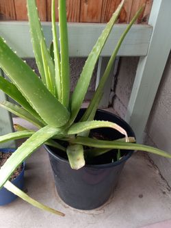 Big Aloe Vera 🪴