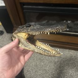 Taxiderm Alligator Head