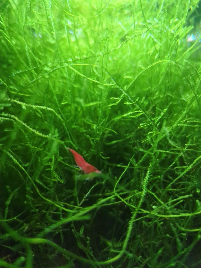 Red Cherry Shrimp & Java Moss