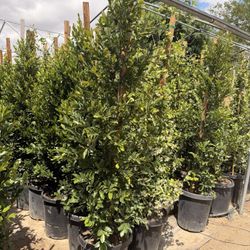 Caroliana Cherry Privacy Shrubs 5-6 Fett Tall