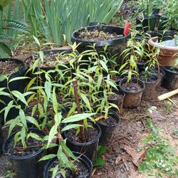 Plantas De Durazno A $12 