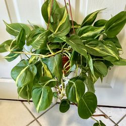 ♥️HEART  LEAF PHILODENDRON🙏PLS READ DESCRIPTION