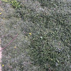 Silver Carpet (Dymondia margaretae) cuttings - Free