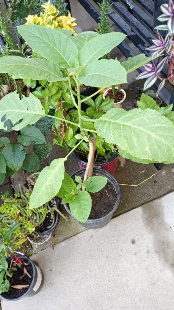 trompeta de angel amarillo mide 34 P
