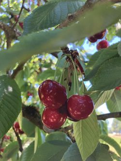 Fresh Organic Fruits And Vegetables