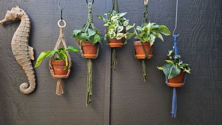 Cozy Pots hanging plants $15 each.