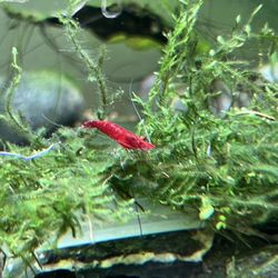 fresh water shrimp cherry color dector