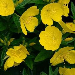 Evening Primrose ..Large Plant