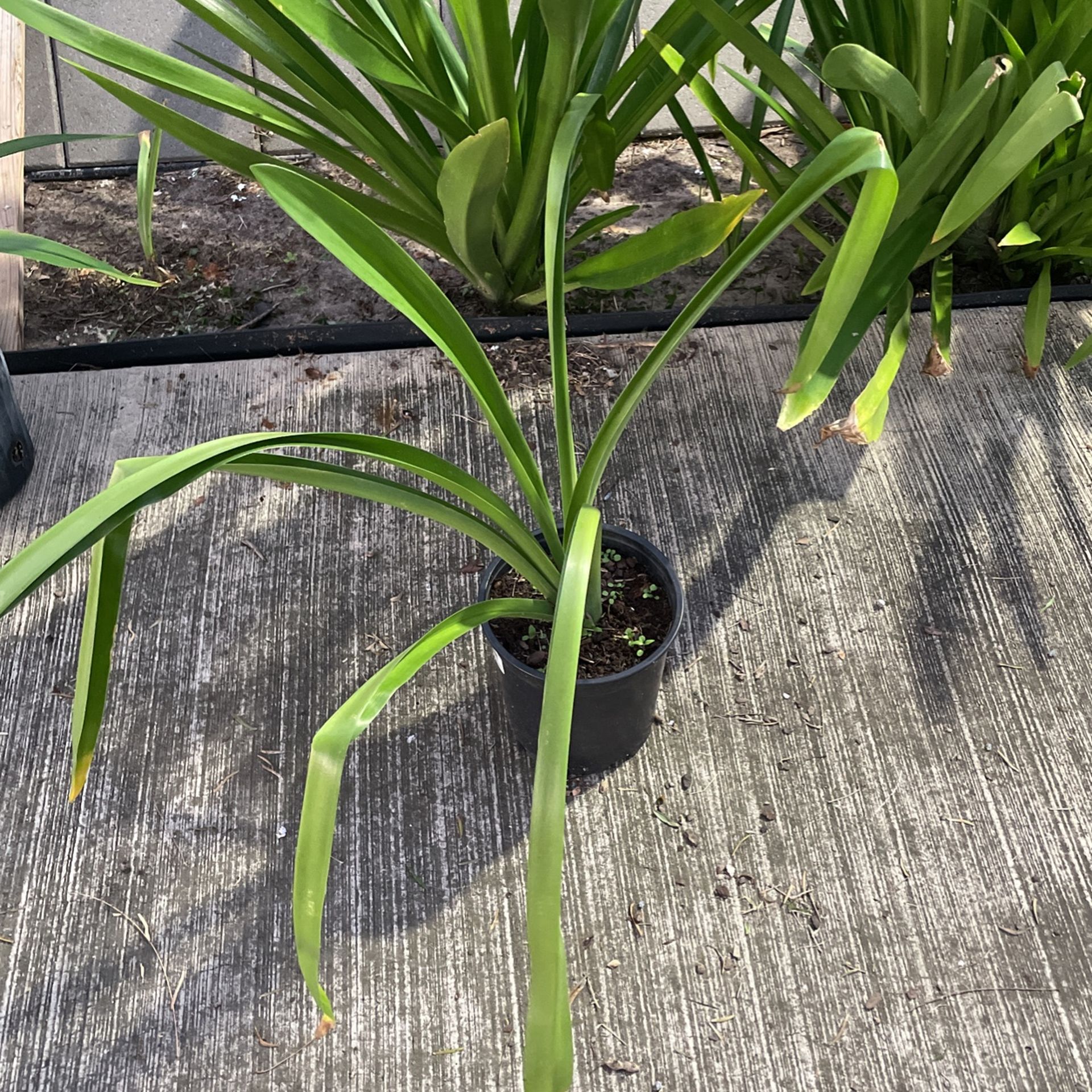 Texas White Spider Lily Plant In Pot